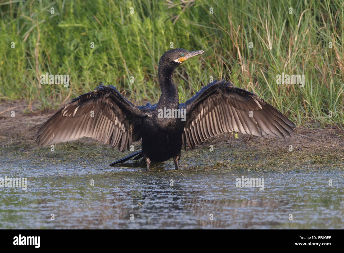 Grand Cormoran - Phalacrocorax brasilianus - sélection des profils Banque D'Images