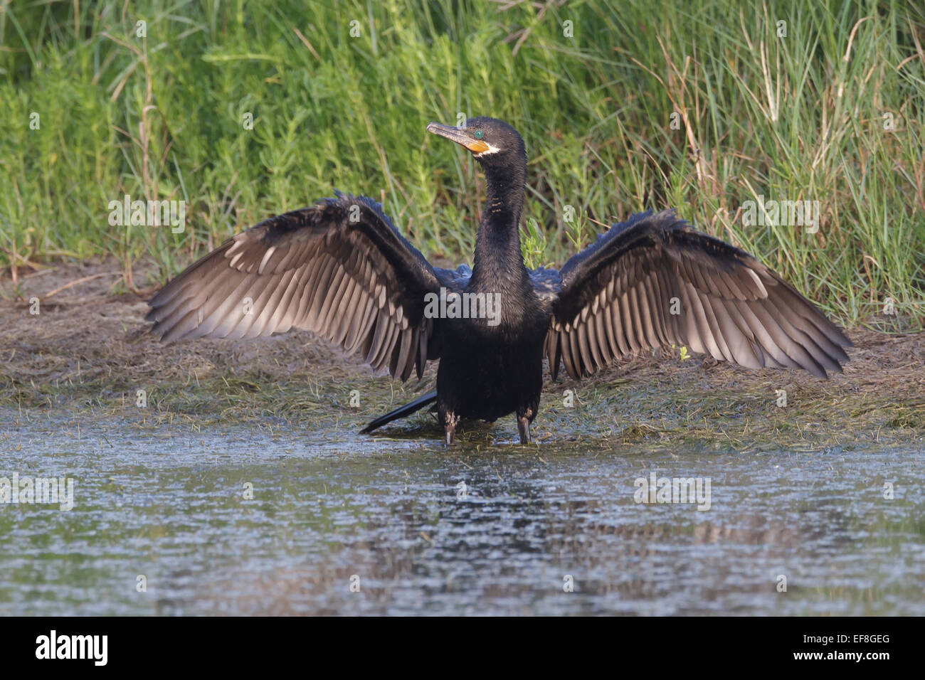 Grand Cormoran - Phalacrocorax brasilianus - sélection des profils Banque D'Images