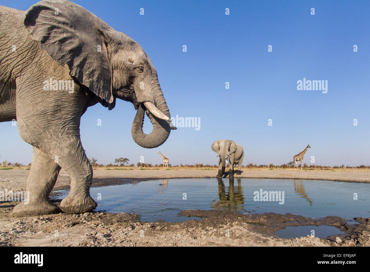 L'Afrique, Botswana, Chobe National Park, l'éléphant africain (Loxodonta africana) de boire de l'eau et à proximité de petits trous Girafe ( Banque D'Images
