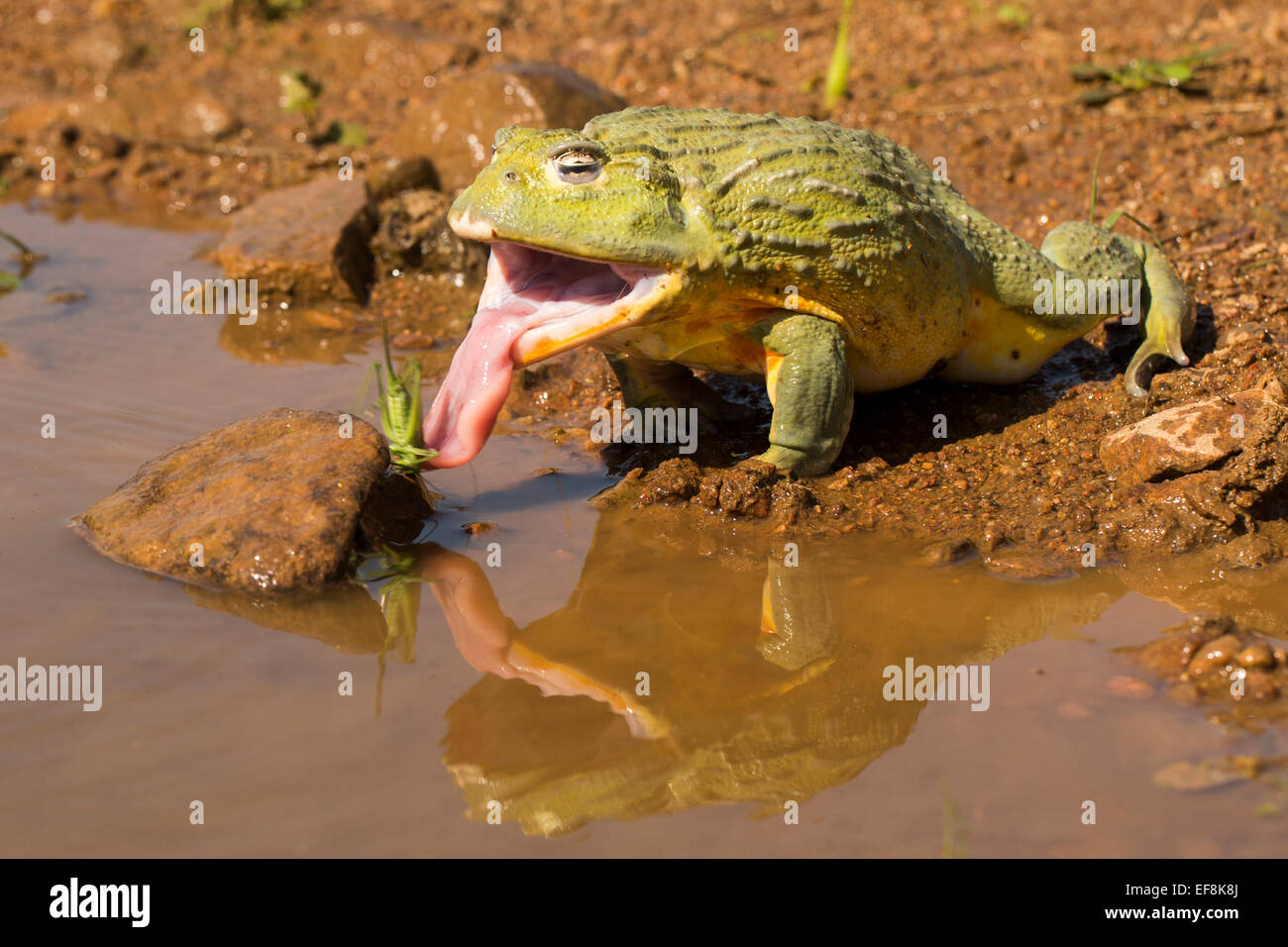 African bullfrog, Pixie frog, pyxicephalus adspersus Photo Stock Alamy