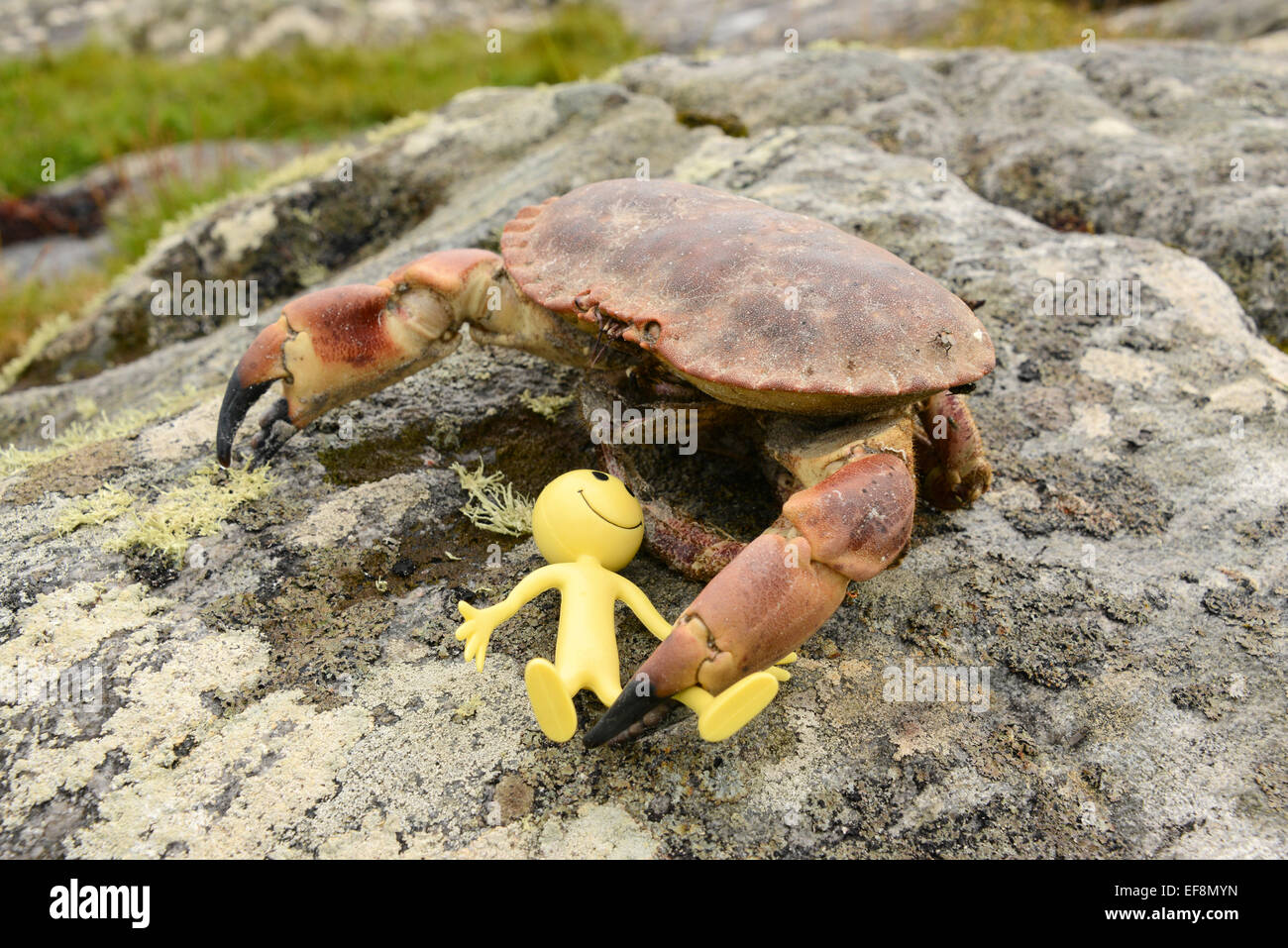 Smiley jaune Homme en vacances dans les îles Hébrides - ici saisi par la jambe par un énorme crabe monstre mais il est encore heureux Banque D'Images