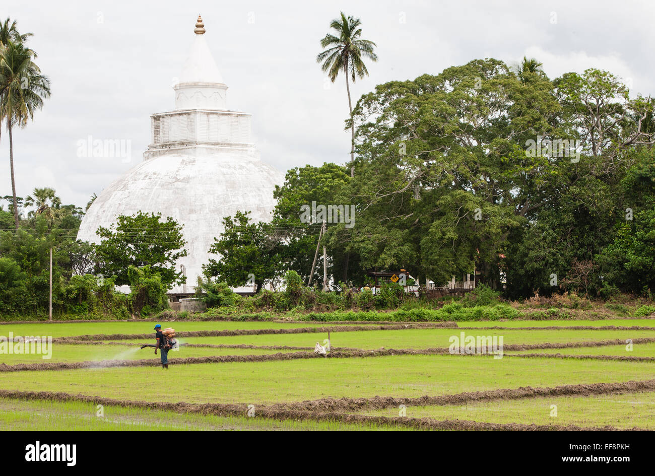 La récolte du riz avec Raja Maha Vihara, un temple bouddhiste, stupa ou dagoba à Tissa, Tissamaharama, au Sri Lanka. Banque D'Images