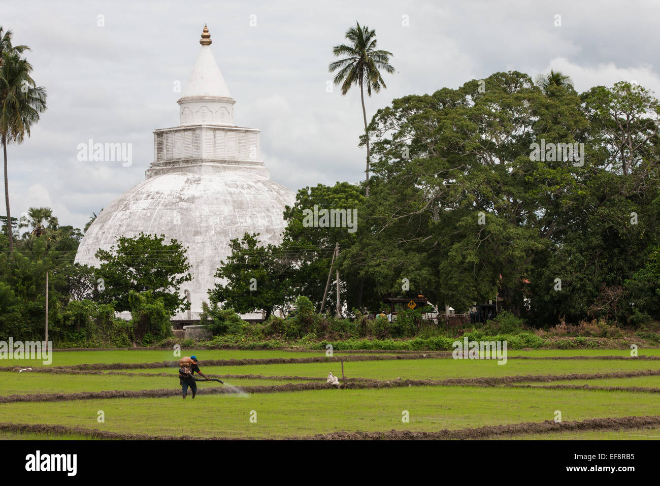 La récolte du riz avec Raja Maha Vihara, un temple bouddhiste, stupa ou ...