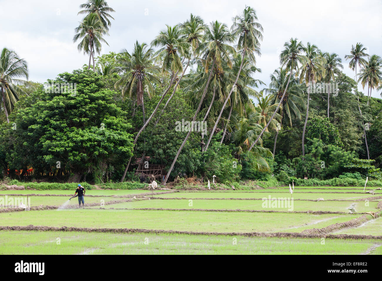 Pesticide de riziculture sur culture de riz avec raja maha vihara ...