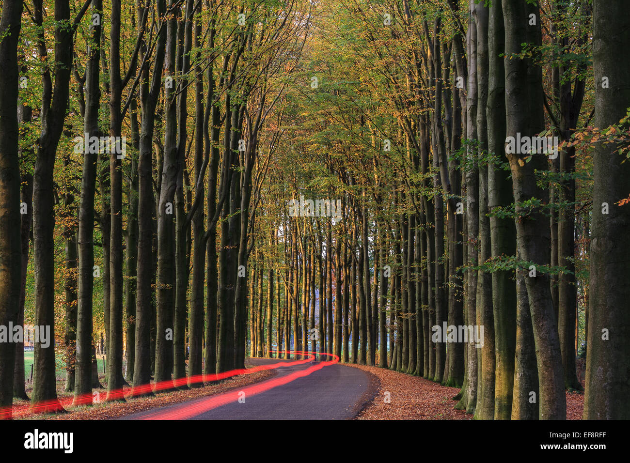 Holland, Gueldre, Lumière sentiers le long des arbres on country road Banque D'Images