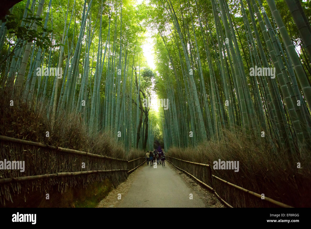 Le Japon, Kyoto, de Arashiyama, Sentier en forêt de bambou Banque D'Images