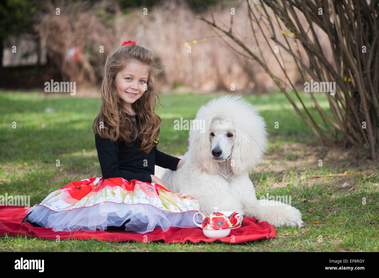 Portrait of Girl (6-7) et blanc poodle on picnic blanket Banque D'Images