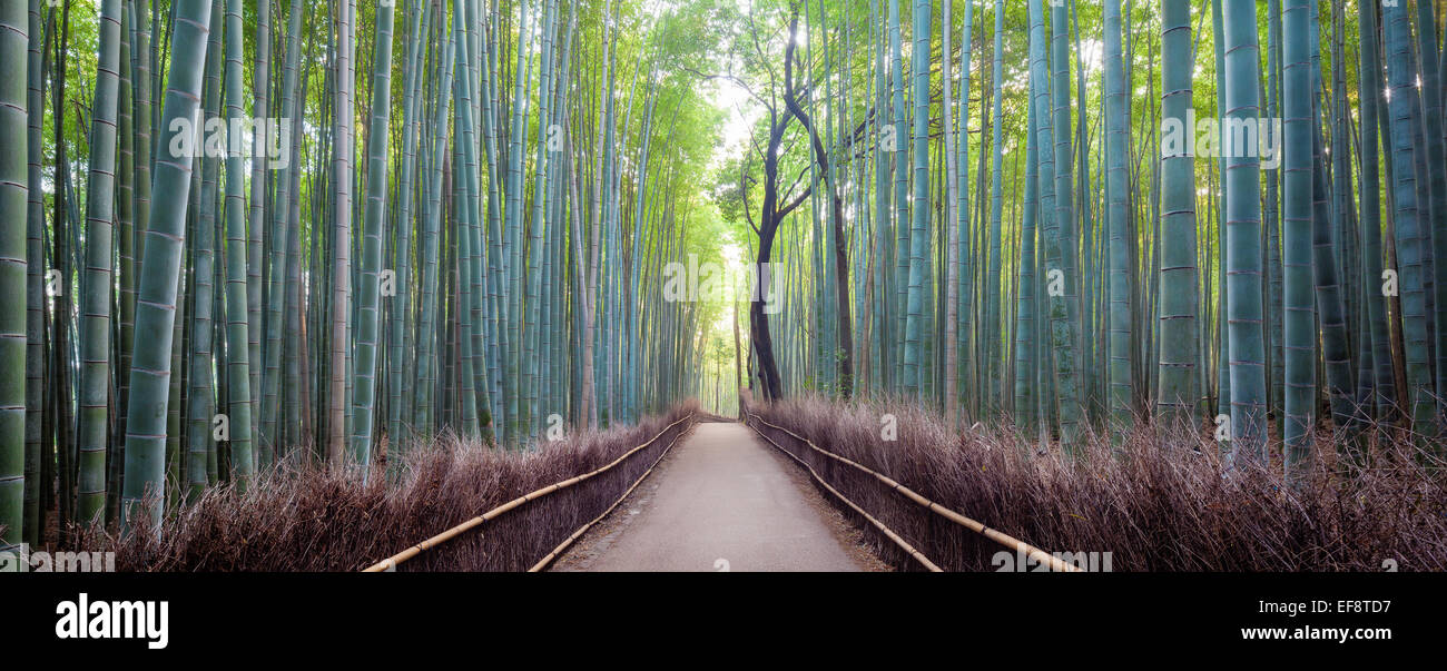 Promenade à travers la forêt de bambous d'Arashiyama au lever du soleil, Kyoto, Honshu, Japon Banque D'Images