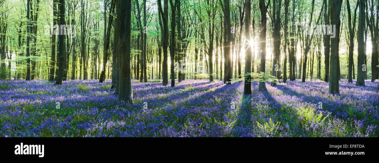 Forêt Bluebell au lever du soleil, Micheldever, Hampshire, Angleterre, Royaume-Uni Banque D'Images