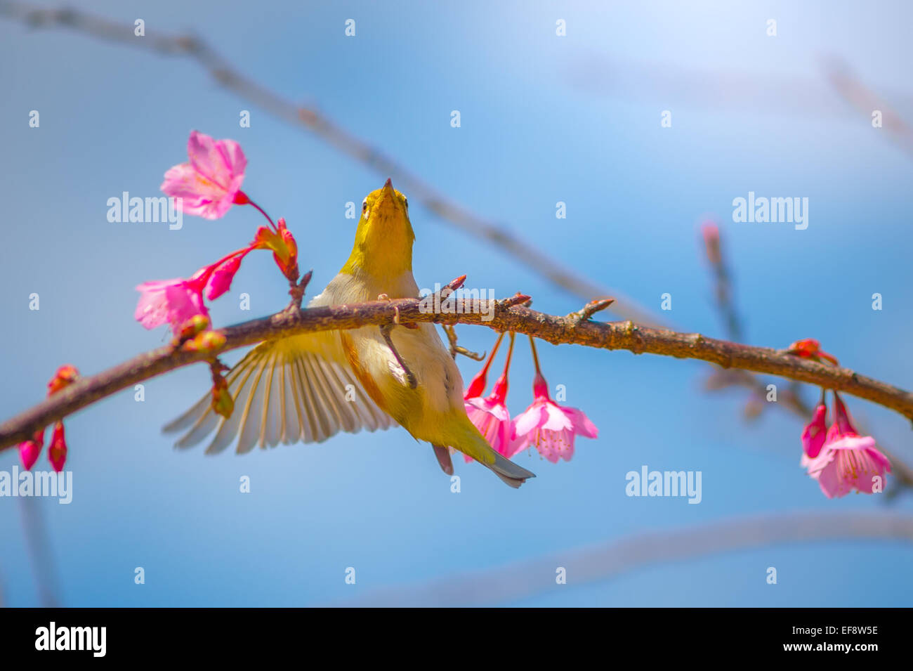 La Thaïlande, Chiang Mai, Yellow bird en tenant l'aile cherry branch avec fleur rose Banque D'Images