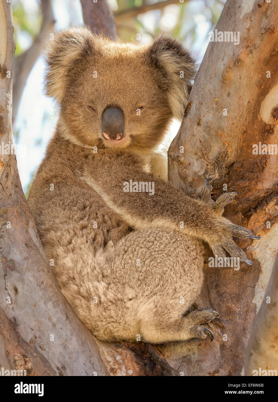 Koala assis dans un arbre endormi, Victoria, Australie Banque D'Images