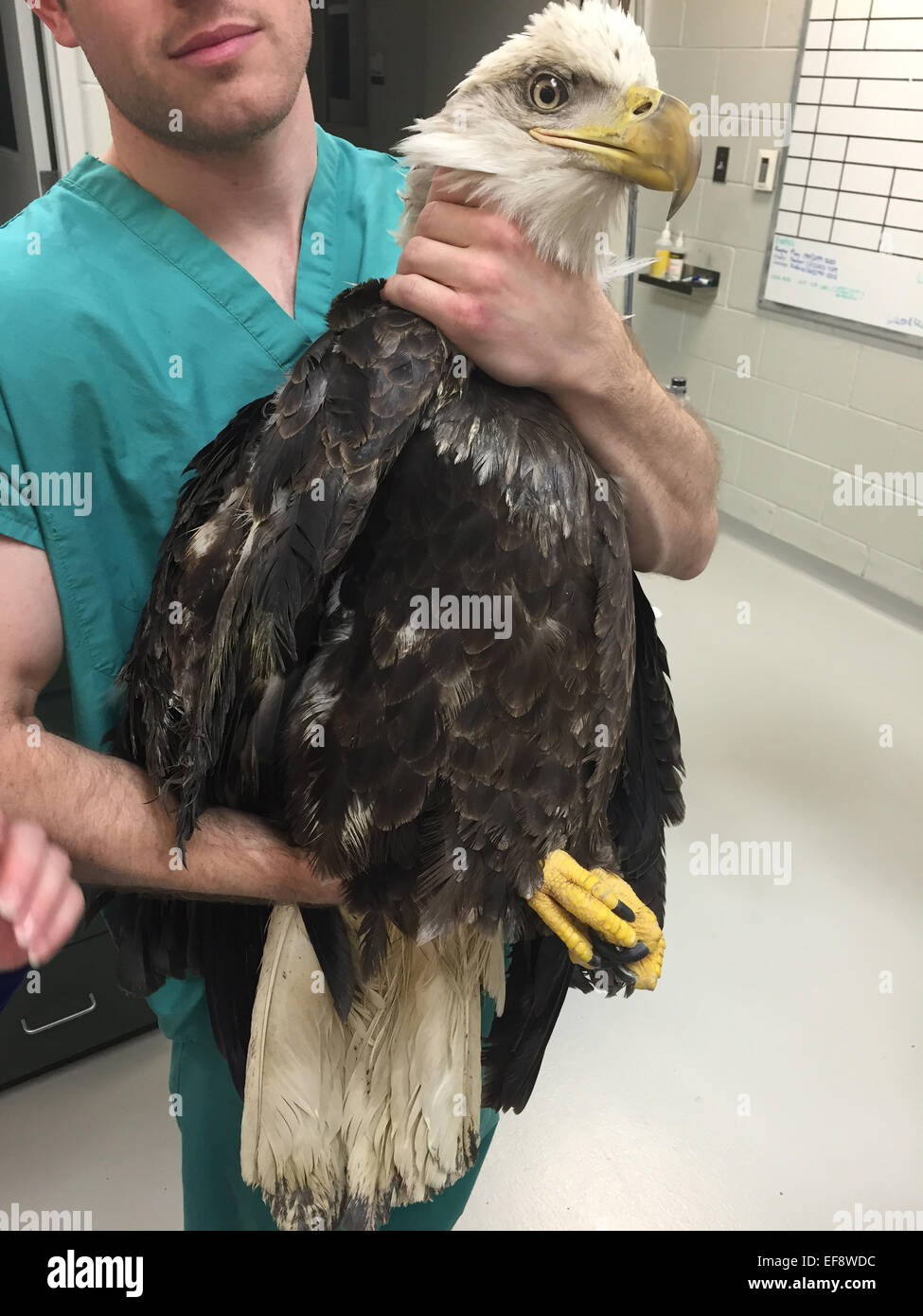 Un médecin vétérinaire est titulaire d'un pygargue à tête blanche blessé à l'Hôpital Vétérinaire de l'Université du Tennessee, 23 janvier 2015 à Knoxville, Tennessee. L'oiseau blessé a été retrouvé par la police après avoir été abattu et est protégé par le chauve et Golden Eagle Protection Act et de la Migratory Bird Treaty Act. Banque D'Images