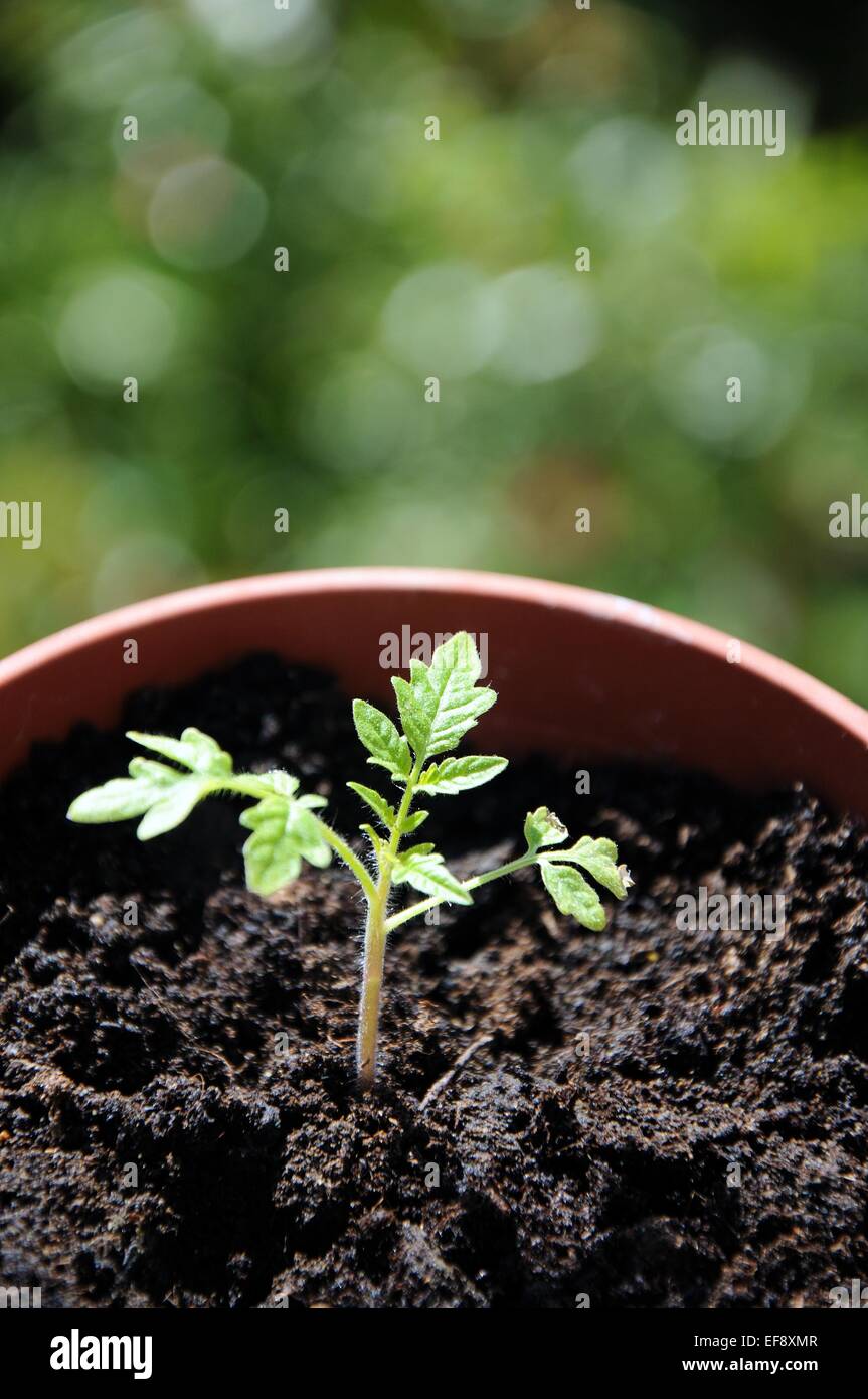Des semis de tomates cerises Maskotka dans un petit pot. Banque D'Images