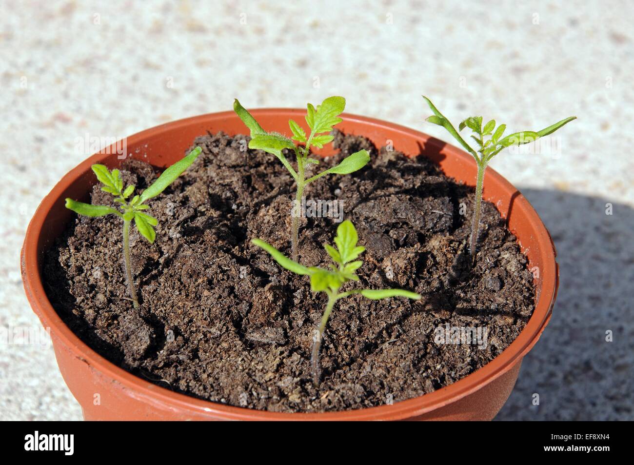 Les semis de tomates cerises Maskotka dans un pot en plastique. Banque D'Images