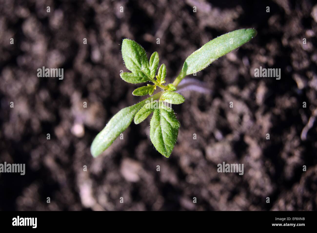 Regardant vers le bas sur un semis de tomates Ailsa Craig. Banque D'Images