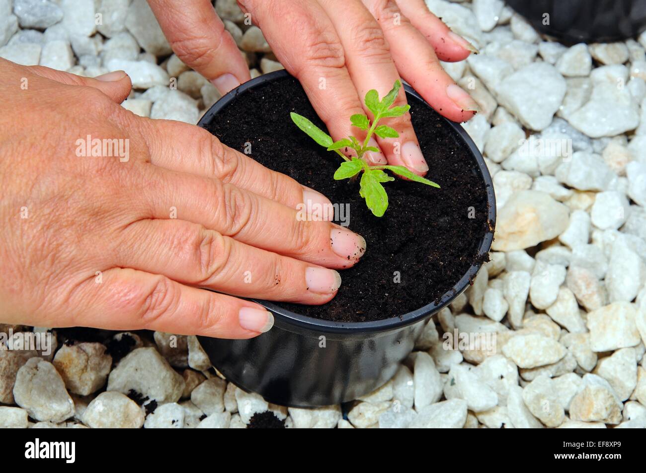 Le repiquage des plantules de tomate Ailsa Craig. Banque D'Images