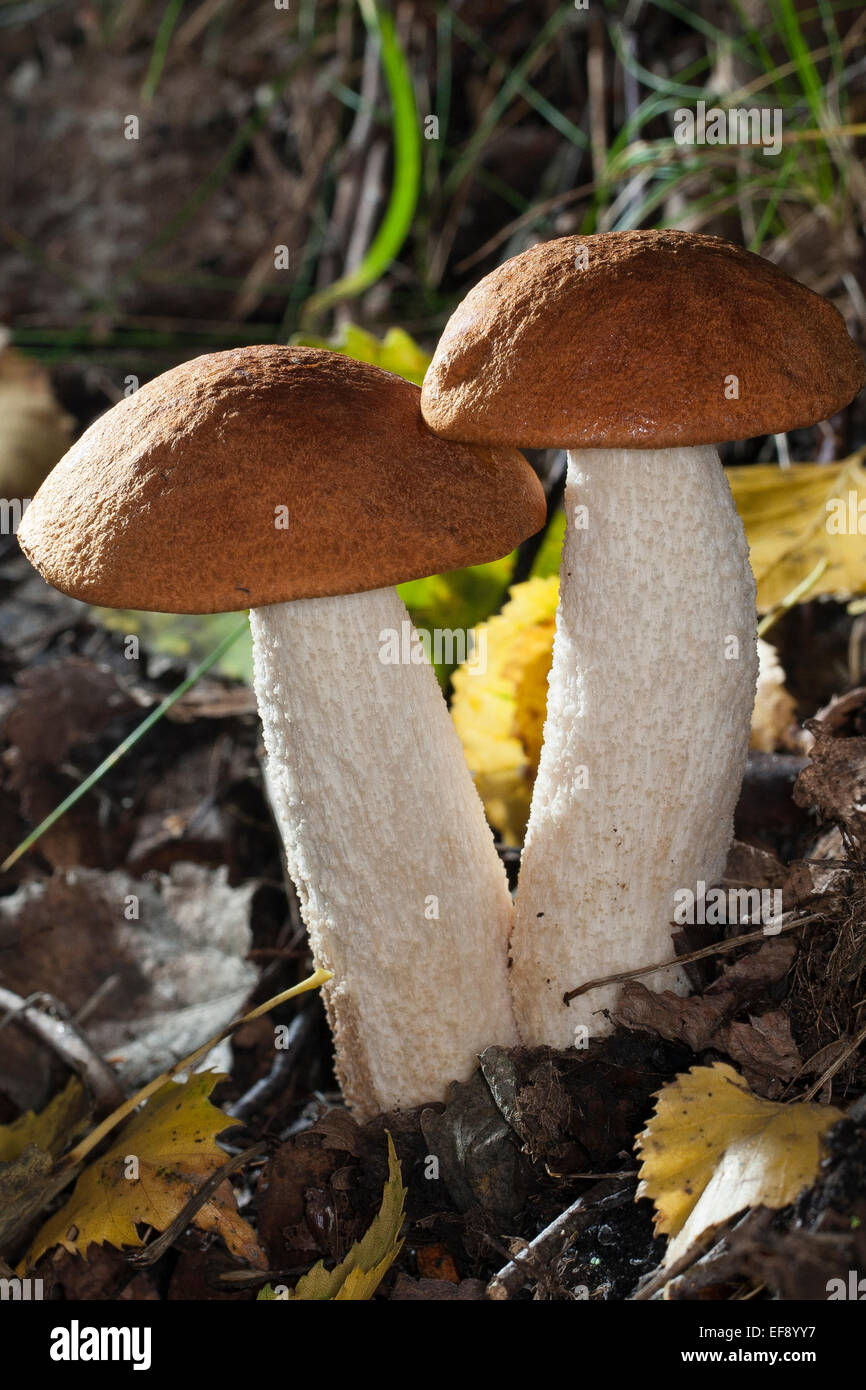 Red-capped scaber stalk, Rouge-cap boletus, Espen-Rotkappe leucopodium Rotkappe, le Leccinum, le Leccinum, rufum, le Leccinum aurantiacum Banque D'Images