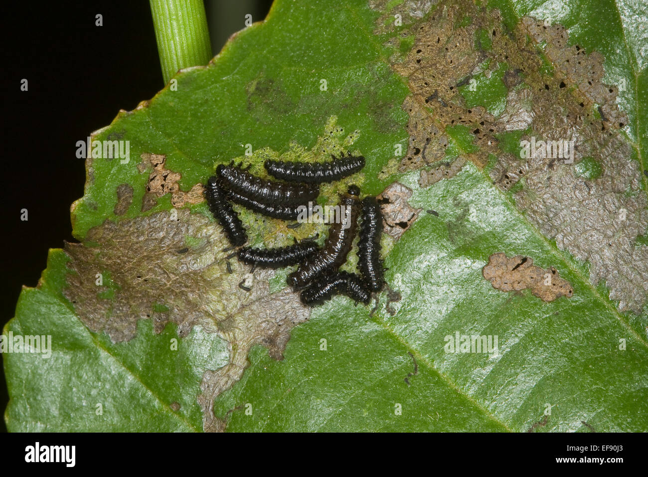 Feuille d'aulne-beetle, larves, larve, grub, Blauer, Erlenblattkäfer Käferlarve, Larven, larve, Erlen-Blattkäfer, Agelastica alni Banque D'Images