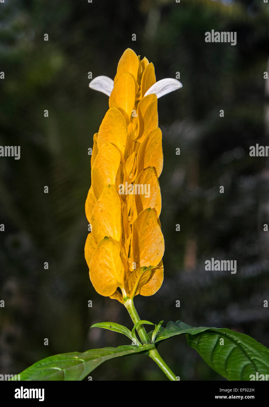 Pachystachys lutea, Lollipop Plant, usine de crevettes, d'Or Banque D'Images