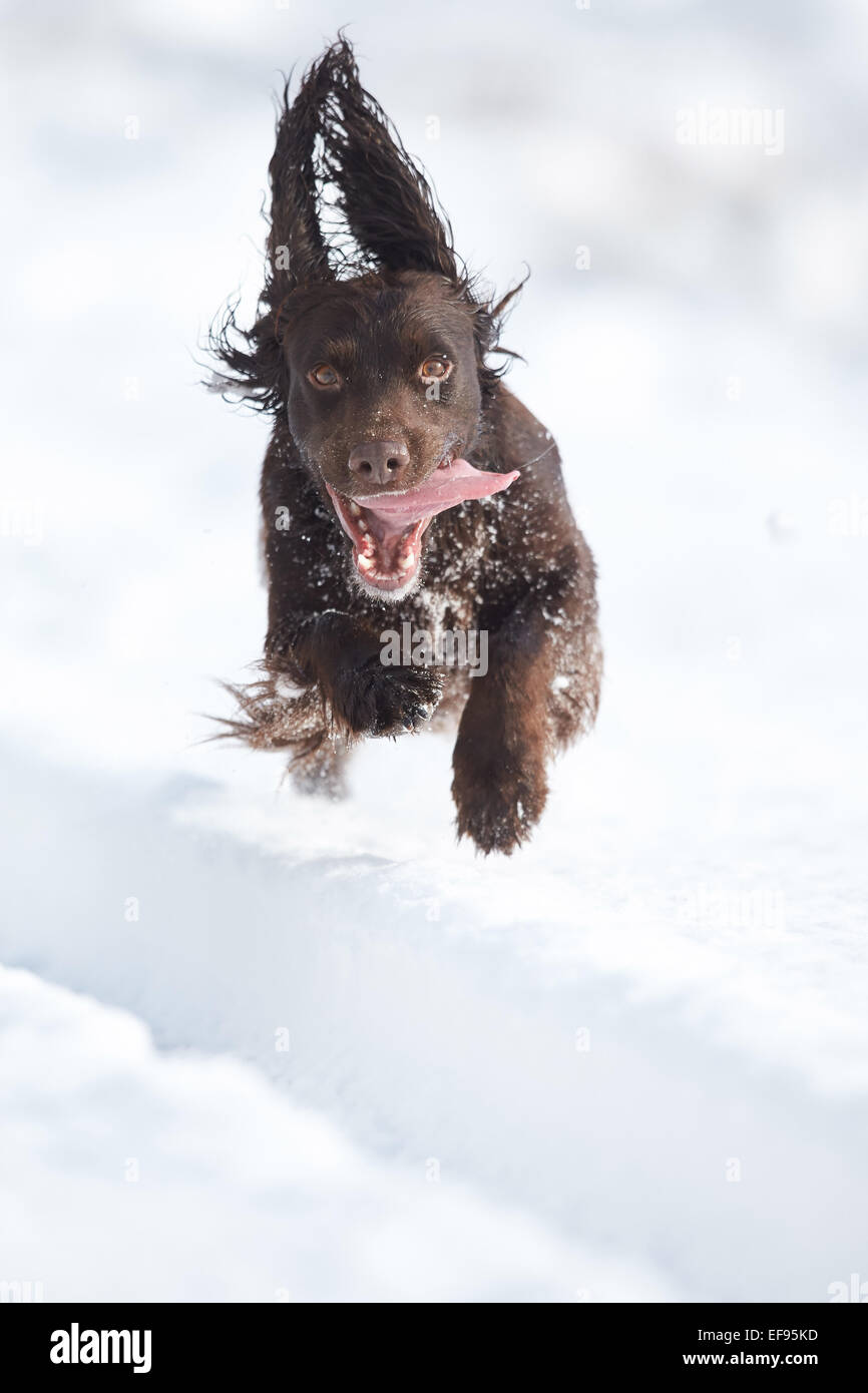 Glencreran, Argyll, Scotland, UK. 29 janvier, 2015. Météo France : Rusty, un cocker appréciant jouant dans la lourde chute de neige qui a vu une grande partie de l'ouest de l'Écosse couverts pendant la nuit. Crédit : John MacTavish/Alamy Live News Banque D'Images