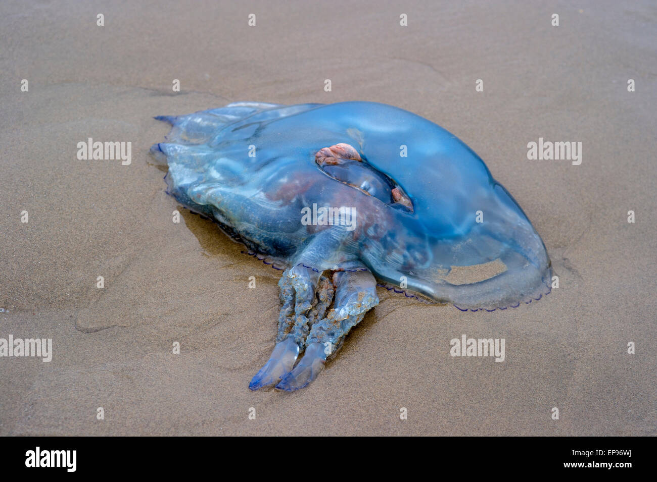 Les méduses échouées. Rhizostoma octopus échoués sur la plage dans le Nord du Pays de Galles Banque D'Images
