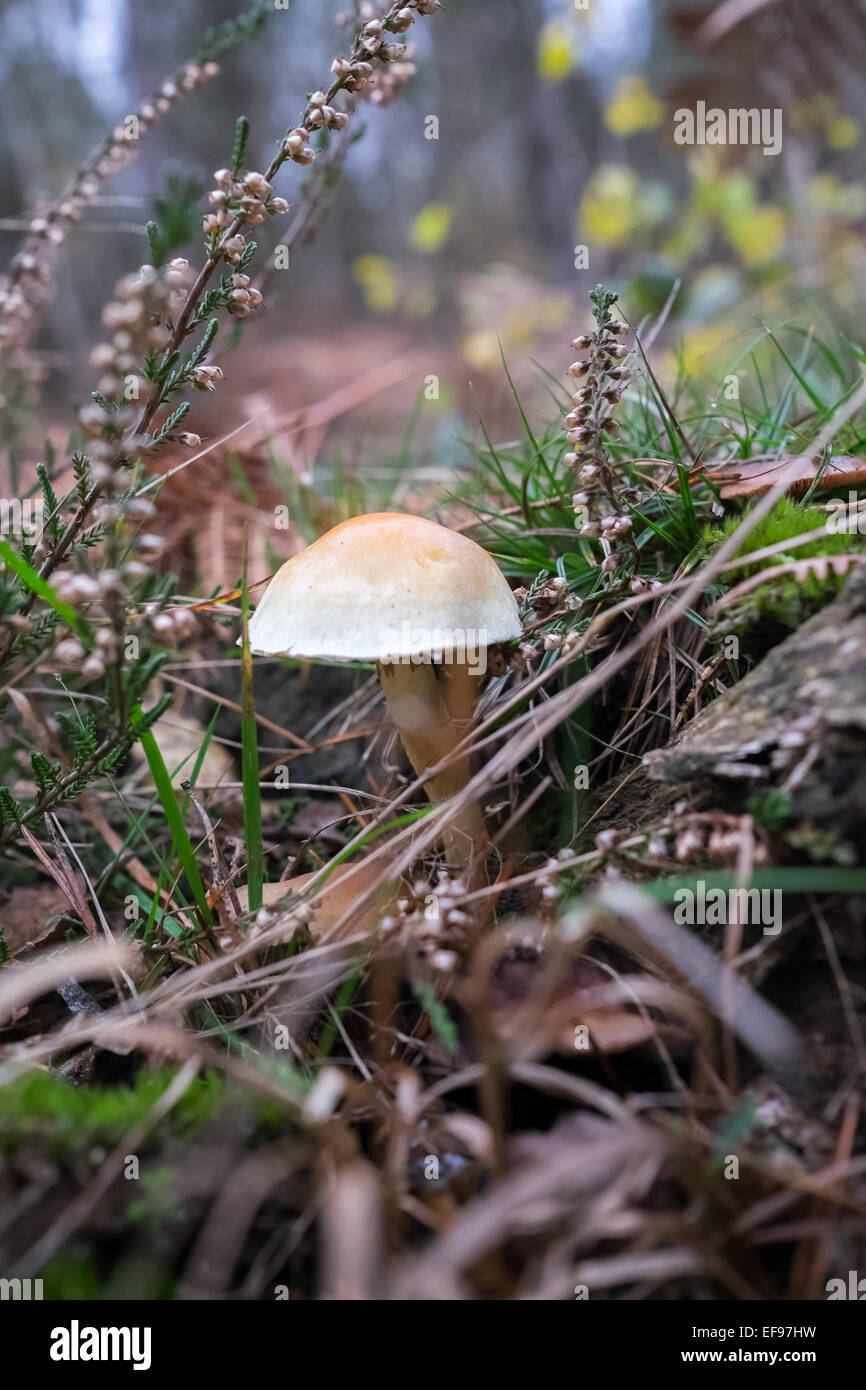 Petite touffe de soufre ( Hypholoma fasiculare ) toadstool croissant dans le heather sur le bord d'un bois. Banque D'Images