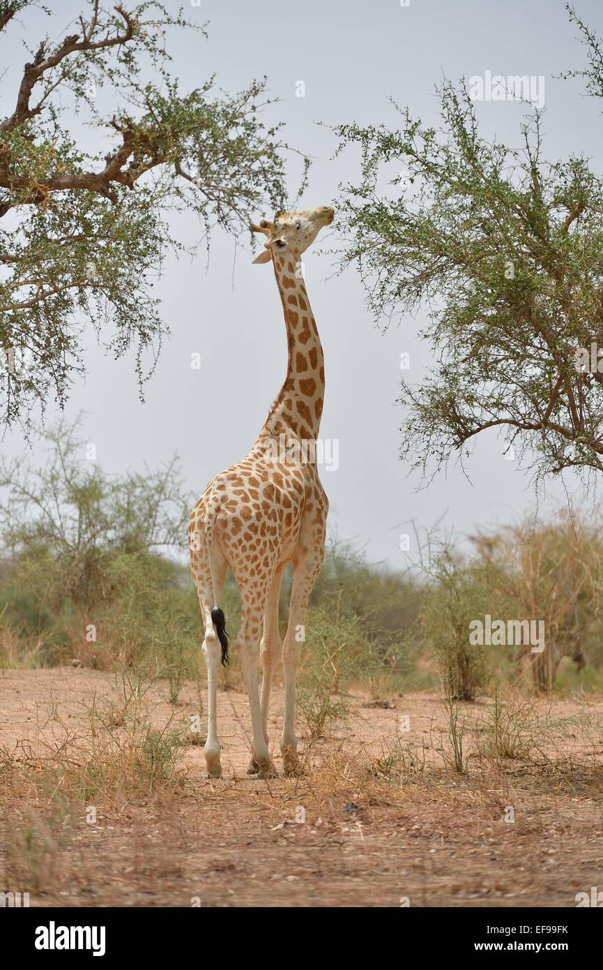 Girafe d'Afrique de l'Ouest - Niger - Girafe Girafe (Giraffa camelopardalis peralta) se nourrissant de leafs Banque D'Images