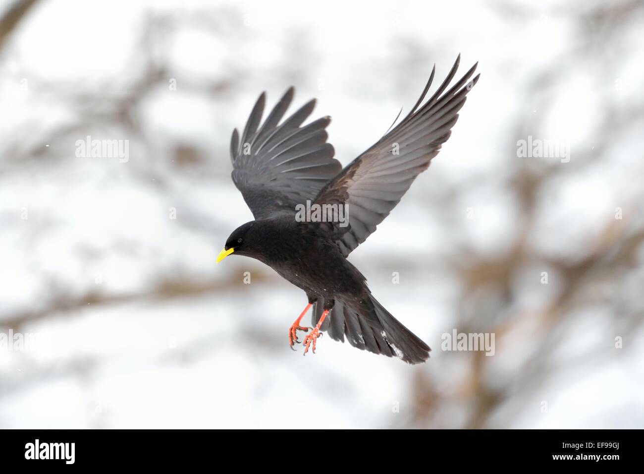 Alpine Chough - Crave à bec jaune (Pyrrhocorax graculus) en vol Banque D'Images