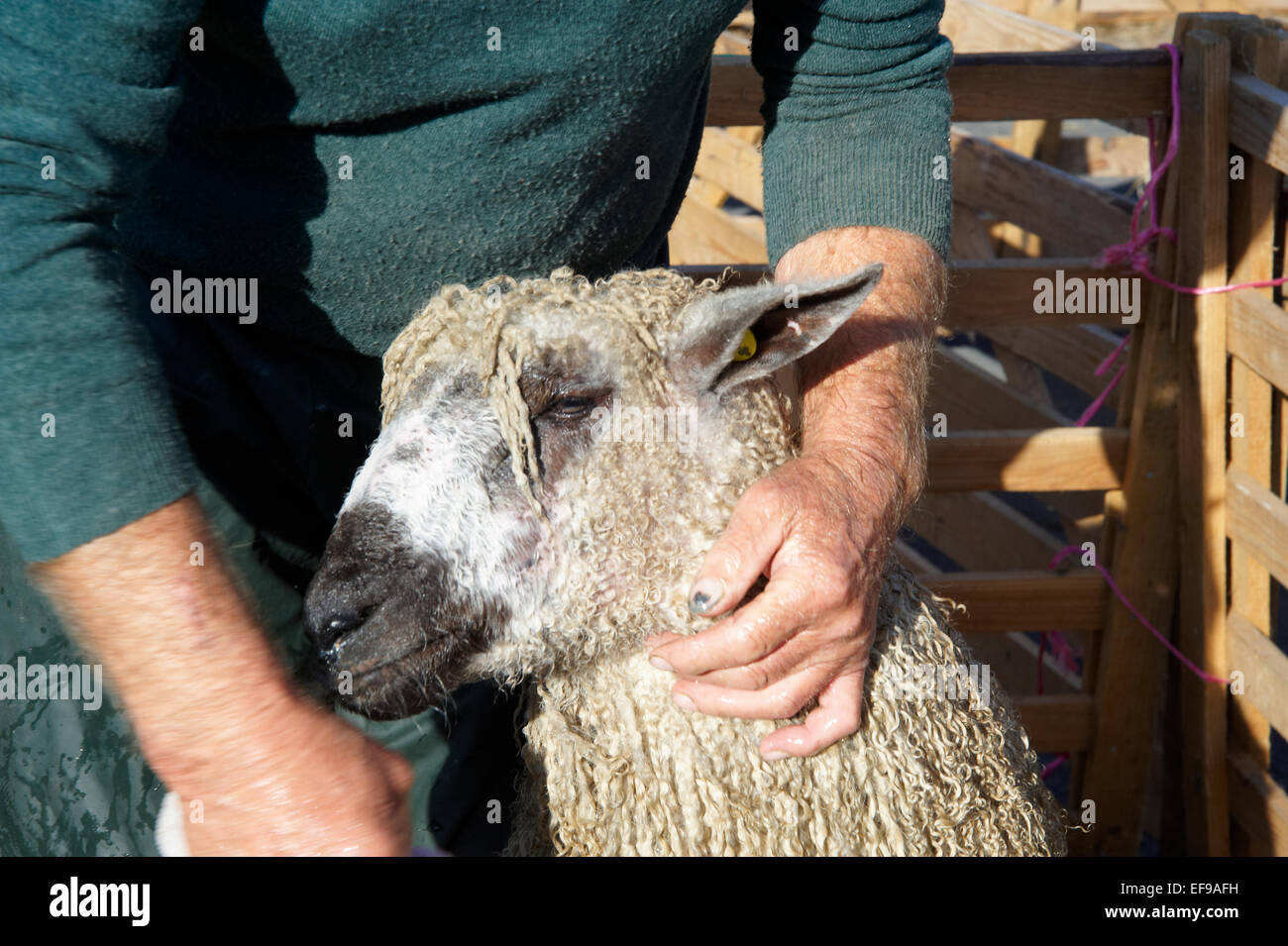 Les moutons d'être lavée à Masham, juste des moutons dans le Yporkshire, North Yorkshire Dales Banque D'Images