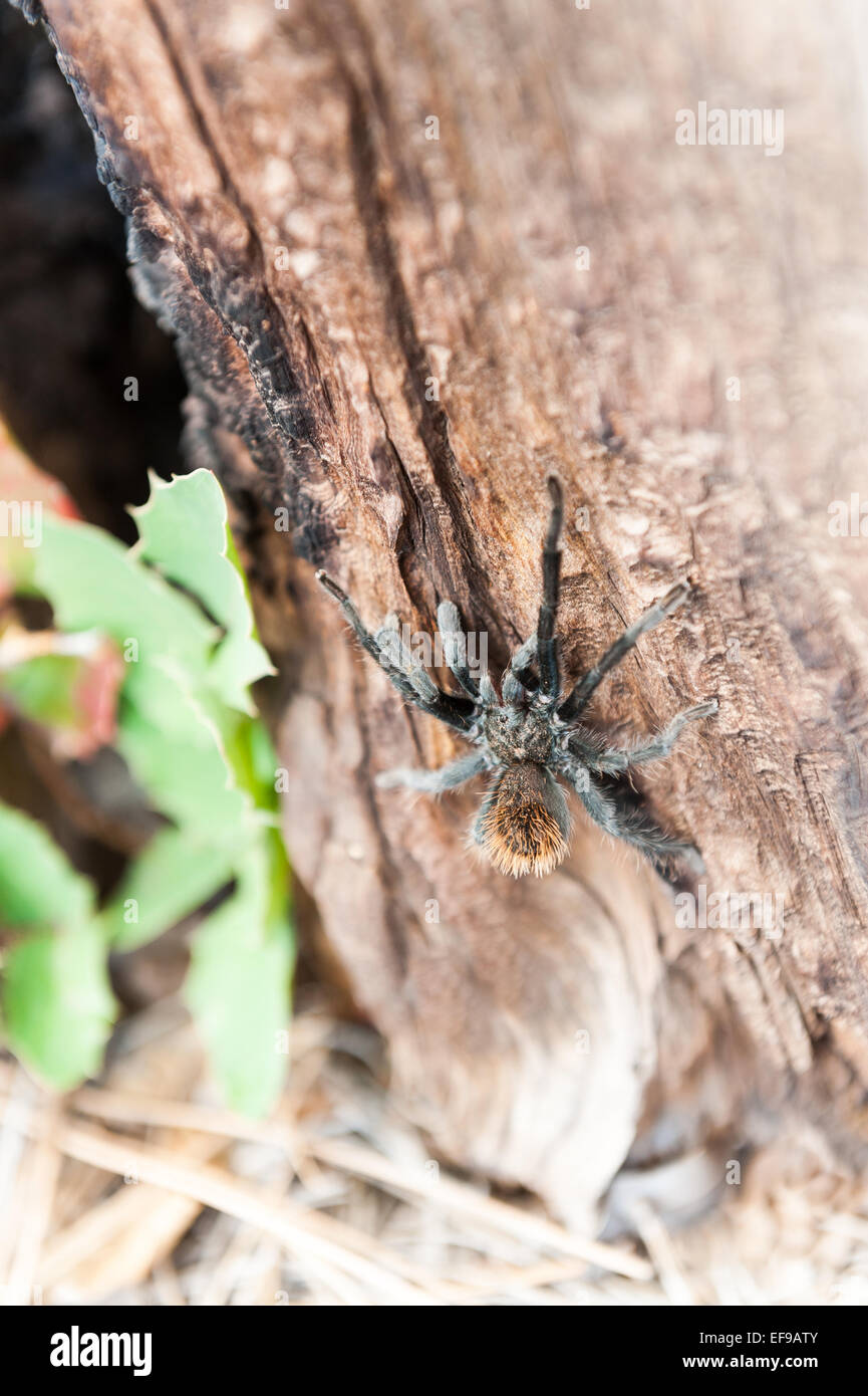 Tarantula escalade un arbre dans la nature, Arizona, États-Unis Banque D'Images