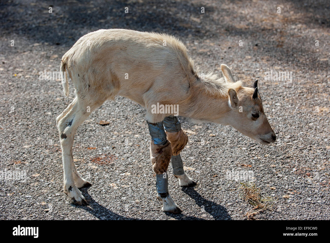 L'Addax Blessés / blanc / screwhorn (Antilope Antilope Addax nasomaculatus) veau avec pattes enveloppés dans des bandages Banque D'Images