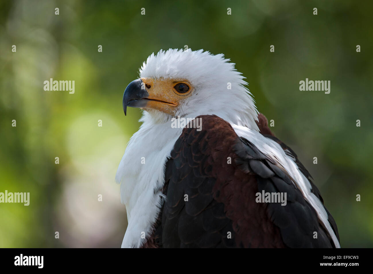 Close up of African Fish Eagle / l'Aigle de mer d'Afrique (Haliaeetus vocifer) indigènes de l'Afrique sub-saharienne Banque D'Images