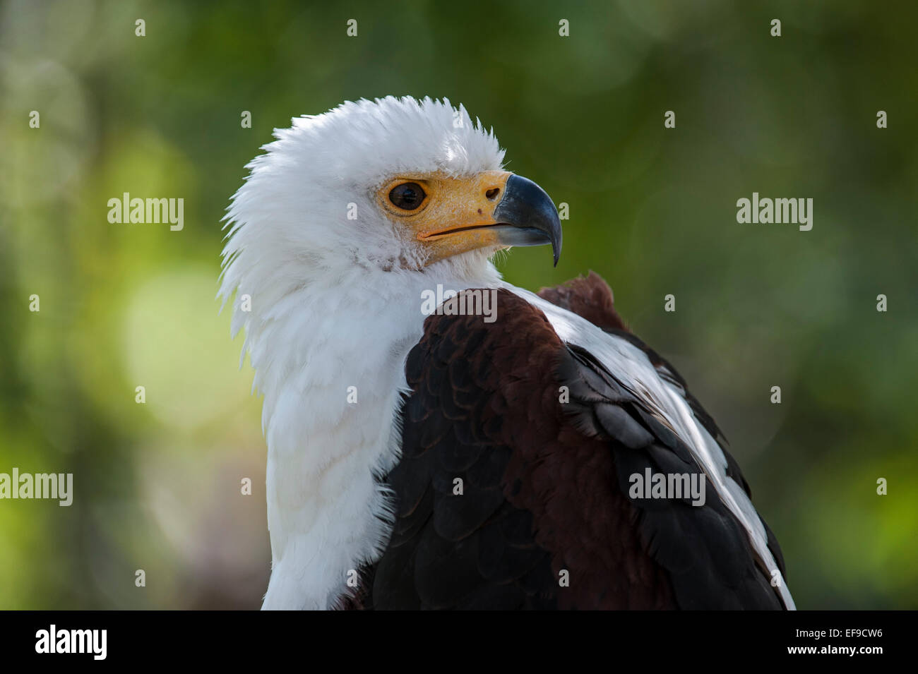 Close up of African Fish Eagle / l'Aigle de mer d'Afrique (Haliaeetus vocifer) indigènes de l'Afrique sub-saharienne Banque D'Images