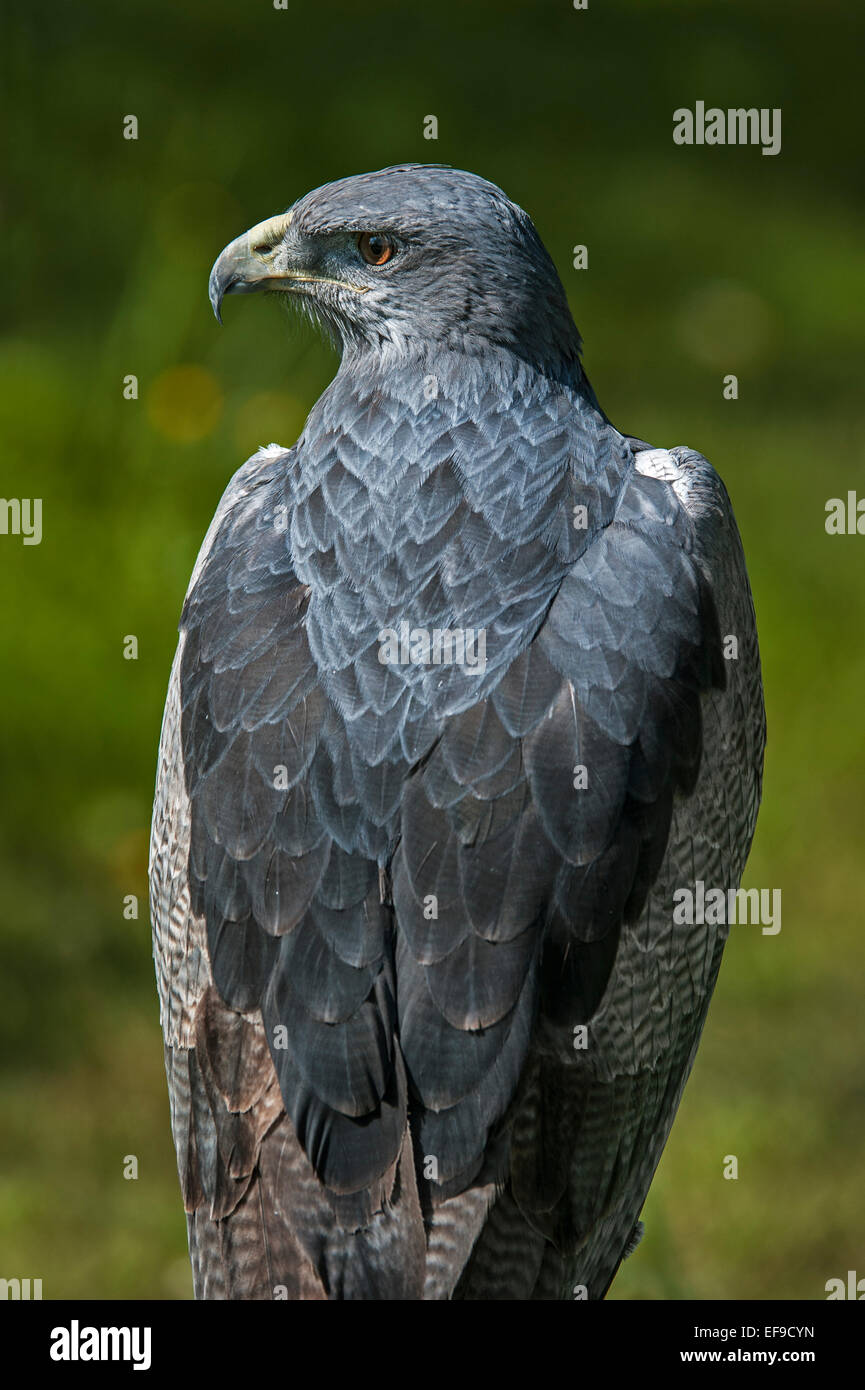 Buzzard noir-gris / eagle eagle buzzard / aigle bleu du Chili (Geranoaetus  melanoleucus), originaire d'Amérique du Sud Photo Stock - Alamy