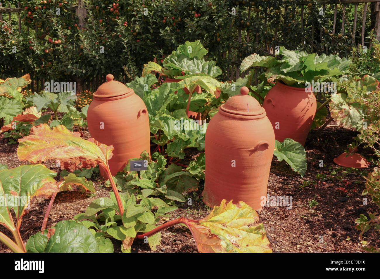 Pots en terre cuite de forcer la rhubarbe dans le jardin de fruits et légumes à Rosemoor dans le Devon, England, UK Banque D'Images