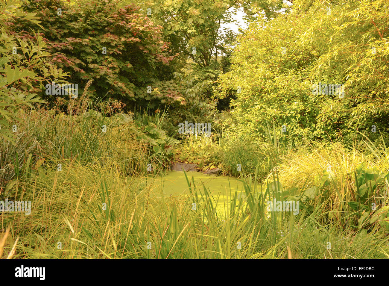 Les mauvaises herbes étang dans un jardin marécageux à RHS Rosemoor, Devon, England, UK Banque D'Images