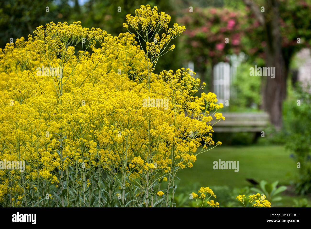 Dyer's pastel / glastum (Isatis tinctoria) dans le jardin de fleurs Banque D'Images