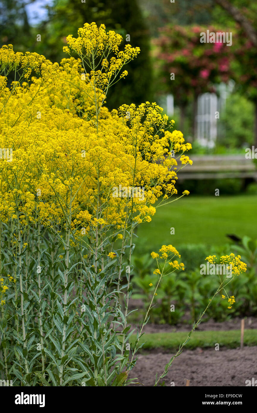 Dyer's pastel / glastum (Isatis tinctoria) dans le jardin de fleurs Banque D'Images