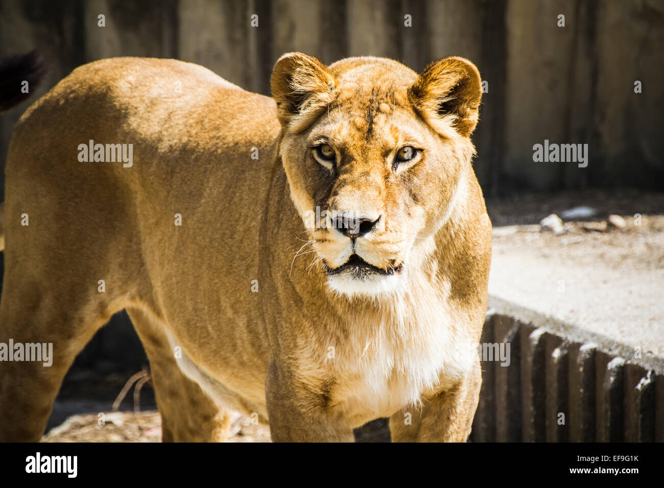 Lionne dans un zoo park Banque D'Images