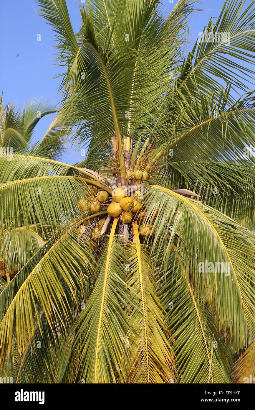 Grande belle cocotiers sur la plage en Thaïlande Banque D'Images