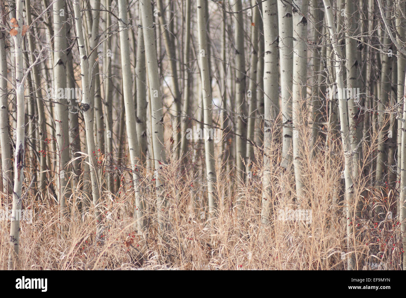 Les peupliers en Alberta, Canada Banque D'Images