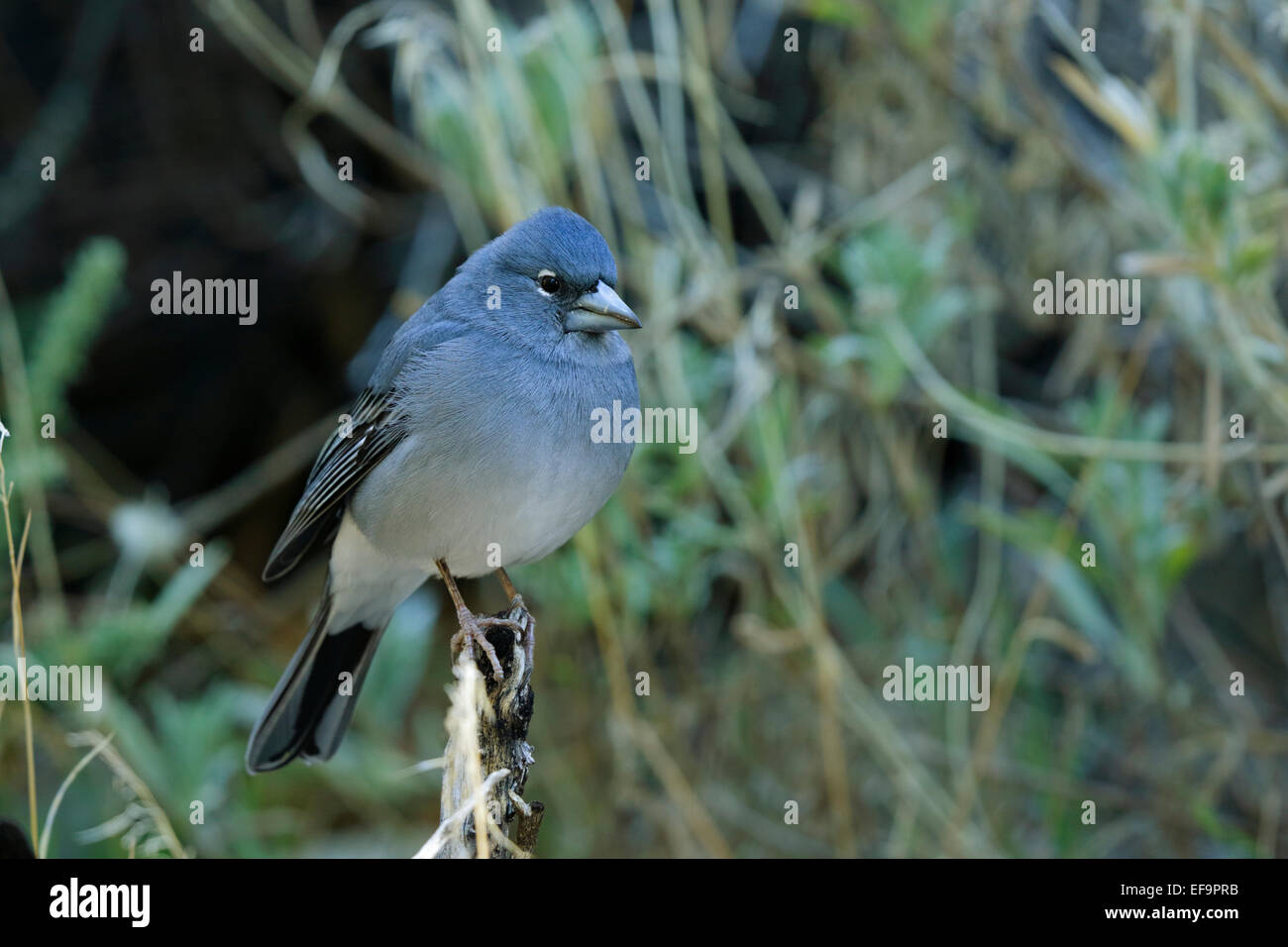 Pinson bleu, (Fringilla teydea), homme sur le terrain Banque D'Images