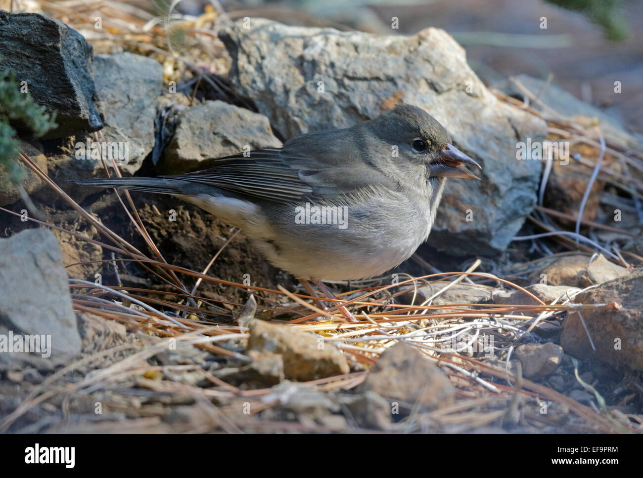 Pinson bleu Fringilla teydea teydea, (femme), sur le terrain, Tenerife Banque D'Images