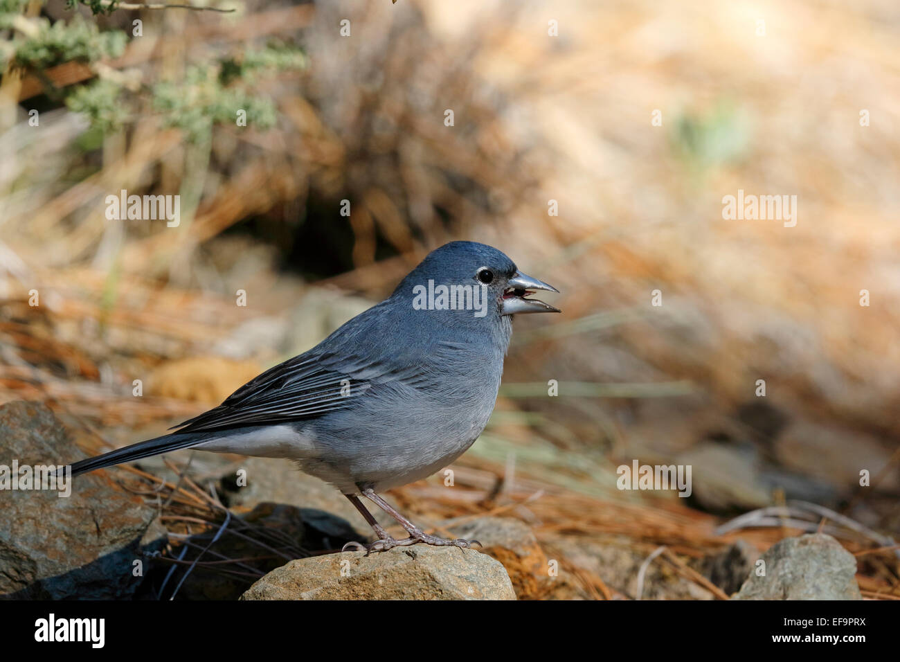 Pinson bleu Fringilla teydea teydea, (mâle), sur le terrain, Tenerife Banque D'Images