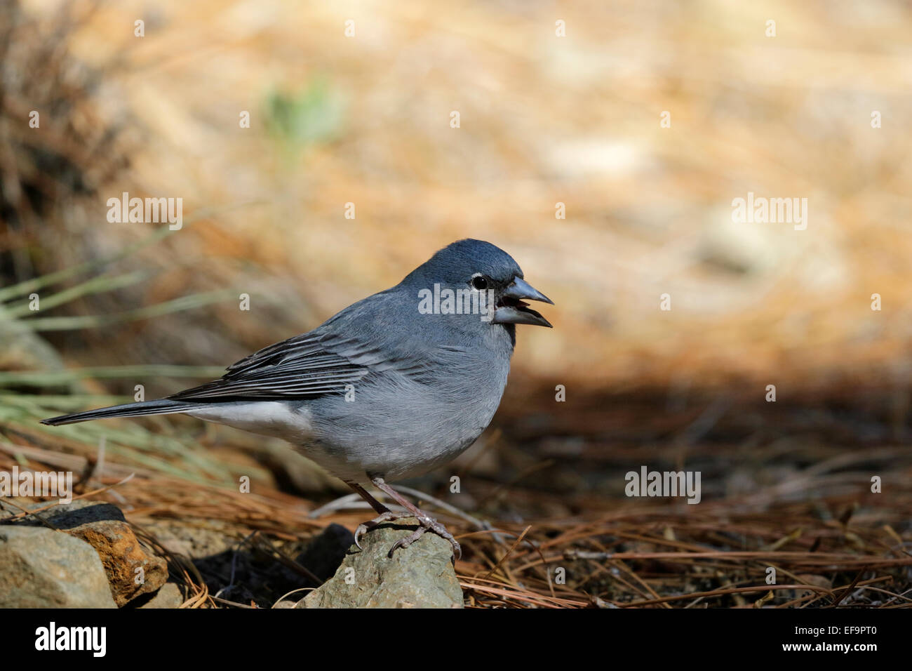 Pinson bleu Fringilla teydea teydea, (mâle), sur le terrain, Tenerife Banque D'Images