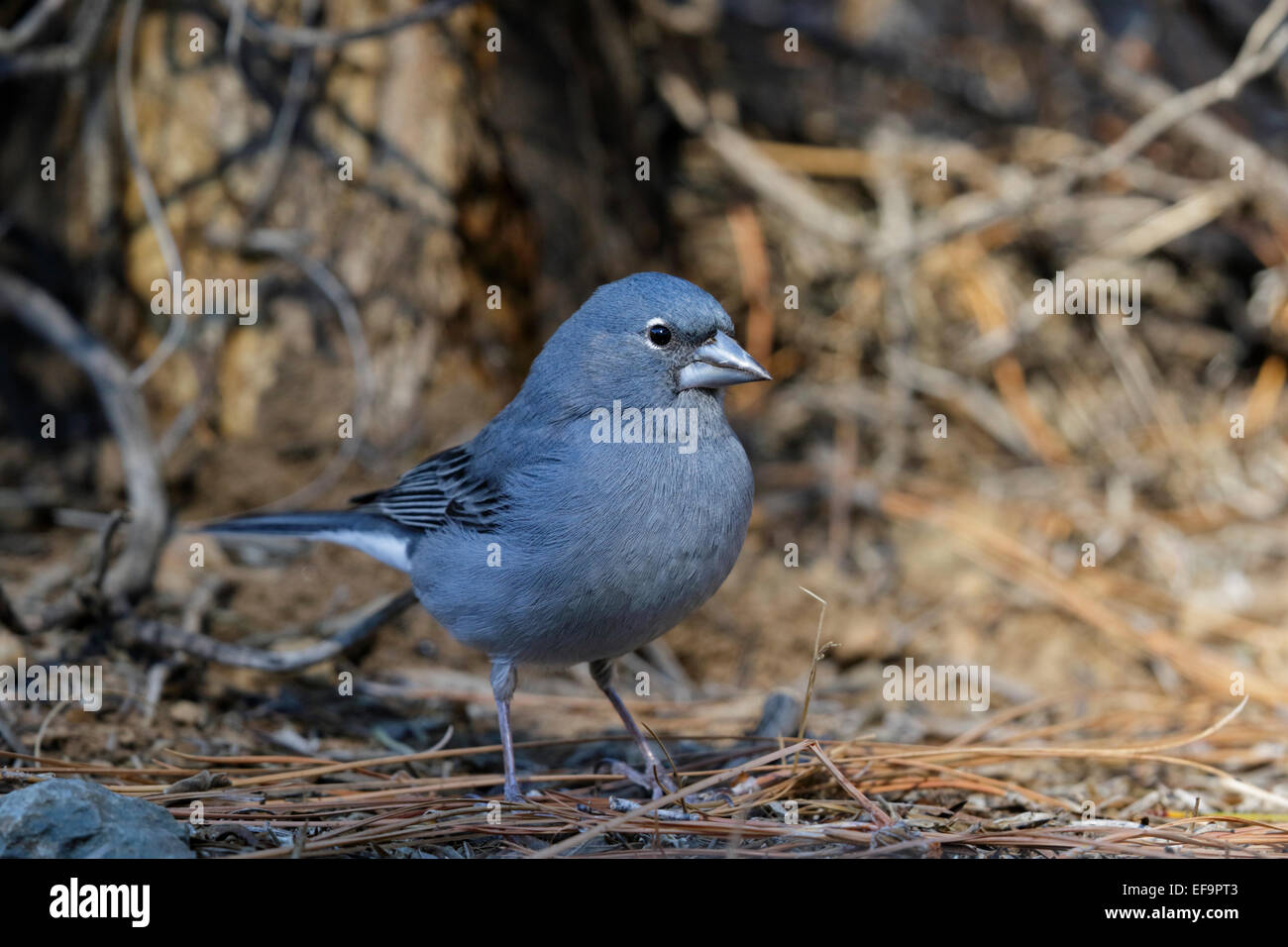 Pinson bleu Fringilla teydea teydea, (mâle), sur le terrain, Tenerife Banque D'Images