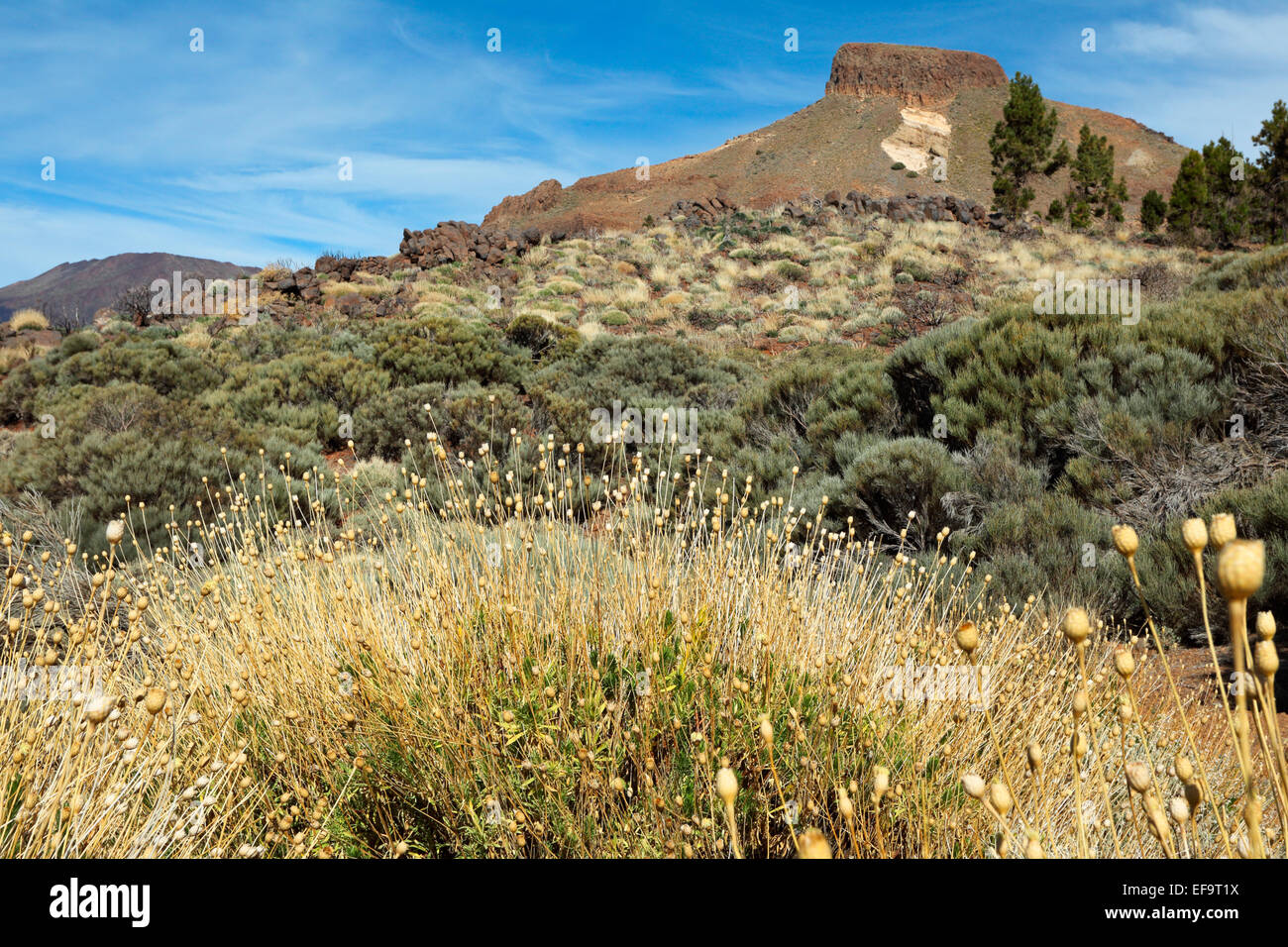 Cheirolophus teydis, le Parc National du Teide, Site du patrimoine mondial par l'UNESCO, Tenerife, Hiver Banque D'Images