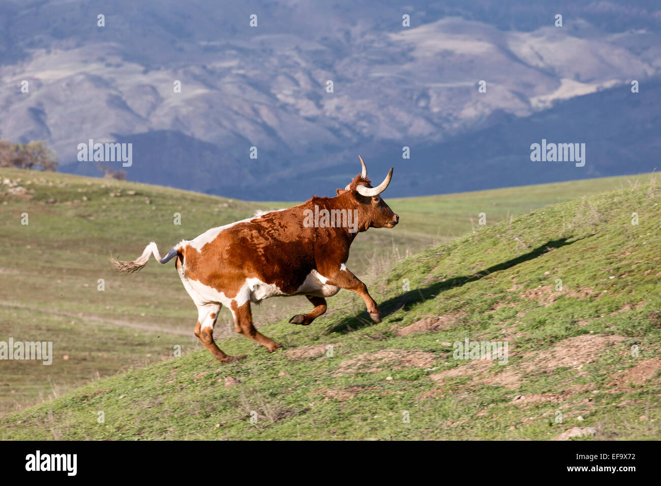 Le longicorne unique de taureaux d'une colline verte avec une torsion dans sa queue. Banque D'Images