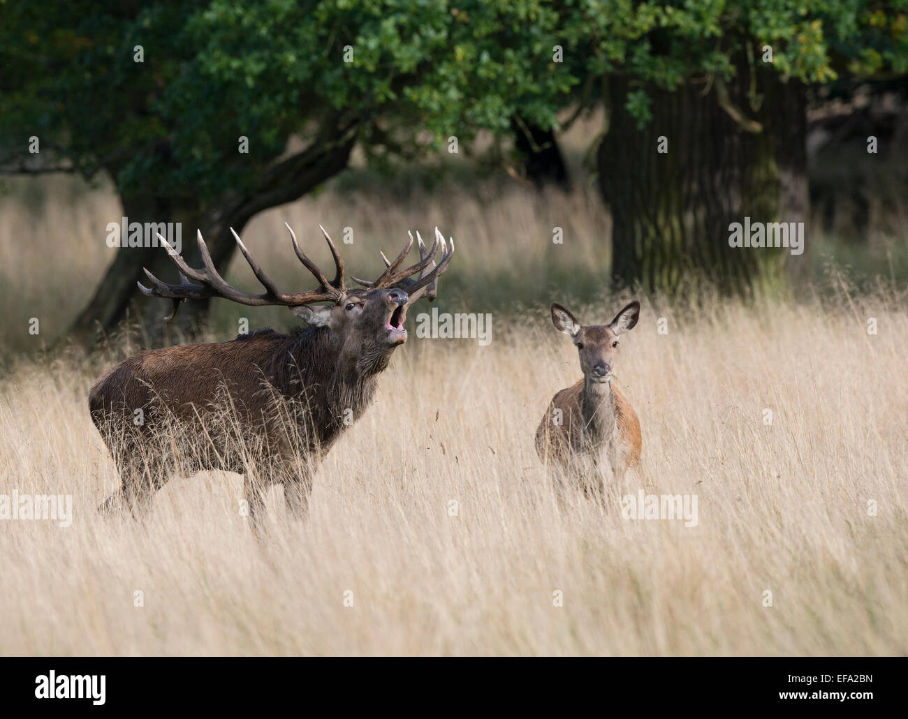 Red Deer, Rothirsch (Cervus elaphus), Allemagne Banque D'Images
