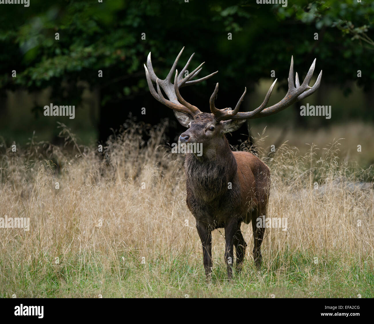 Red Deer, Rothirsch (Cervus elaphus), Allemagne Banque D'Images